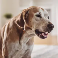 Perro con tos, buscando tratamiento para la tos de las perreras.
