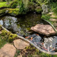Un étang 1000m2 paisible, peuplé de carpes koï colorées, bordé de pierres et de végétation luxuriante, avec une statue de lion gardien.