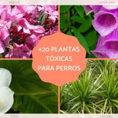 Adelfa, dedalera, cala y drácena son algunas de las plantas tóxicas para perros que debes evitar.