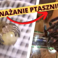 Jak rozmnażają się pająki? Od zalotów po kanibalizm poznaj sekrety.