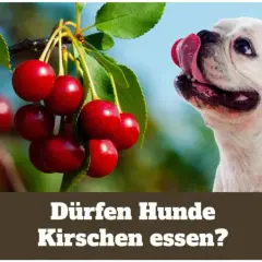 Ein süßer Hund leckt sich die Lippen, während Kirschen am Baum hängen. Die Frage "Dürfen Hunde Kirschen essen?" wird gestellt.