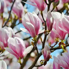 Delikatne kompozycje z magnolią, z różowymi i białymi płatkami, kwitnące na tle błękitnego nieba.