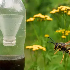 Osa zbliża się do pułapki z butelki, która jest jej naturalnym wrogiem. W tle żółte kwiaty.