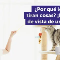 Una niña juega con un gato gris en un rascador, explorando por qué los gatos tiran cosas desde su perspectiva gatuna.