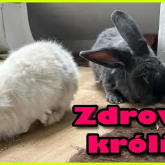 Czy z królikiem trzeba chodzić do weterynarza? Kluczowe informacje o zdrowiu