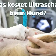 Tierarzt führt Ultraschall bei Hund durch. Informiere dich über die Ultraschall Hund Kosten und mögliche Gründe für die Untersuchung.