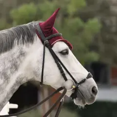 Srokate siwe zwierzę z eleganckimi, długimi nausznikami dla konia w kolorze bordowym.