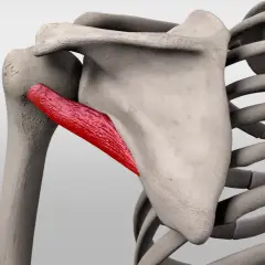 Schulterblatt mit hervorgehobenem Muskel teres minor, der am Oberarmknochen ansetzt.