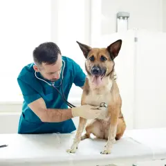 Encuentra el veterinario ideal para el cuidado de tu mascota hoy