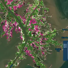 Mapa delty rzeki Missisipi z zaznaczonymi obszarami o różnym wskaźniku wrażliwości. Różowe plamy wskazują wyższą wrażliwość.
