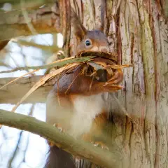 Ein Eichhörnchen sammelt Zweige und Blätter, um seinen Kobel zu bauen.