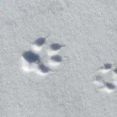 Spuren im Schnee, die auf die Gangart eines Fuchses hindeuten. Ein kleiner, eleganter Abdruck neben einem größeren.