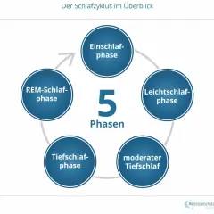 Der Schlafzyklus im Überblick: Einschlaf-, Leichtschlaf-, moderater Tiefschlaf-, Tiefschlaf- und REM-Schlaf-Phase.