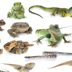 Jakie zwierzę do terrarium? Wybierz idealnego pupila na start
