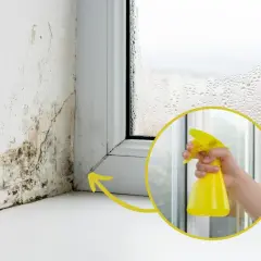 Skuteczne sposoby na pozbycie się grzyba z okien i zapobieganie mu