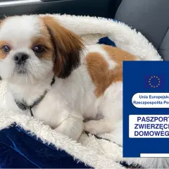 Jak wyrobić paszport dla psa - uniknij problemów z podróżą
