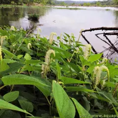 Plantes de Saururus cernuus aux fleurs blanches en forme de queue de renard, au bord d'une rivière calme.