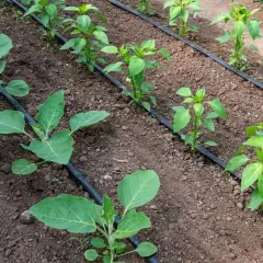 Piantine di melanzane e peperoni in terra, con un sistema di irrigazione fai da te a goccia che le nutre.