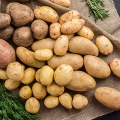 Un tas de pommes de terre de différentes tailles, parfaites pour un régime équilibré. Des herbes fraîches ajoutent une touche de couleur.