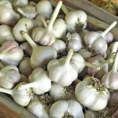 Ein Haufen frischer Knoblauchköpfe, bereit zum Knoblauch lagern. Die weißen und violetten Schalen sind gut sichtbar.