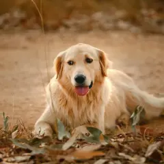 Uroczy golden retriever leży na ziemi, otoczony suchymi liśćmi i trawą.