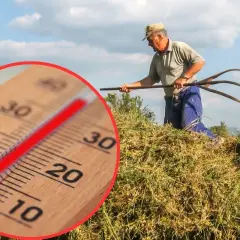 Gorący dzień na polu, rolnik zbiera siano, a termometr pokazuje wysokie temperatury. Zapowiada się załamanie pogody.