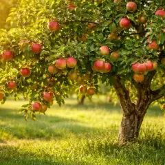 Jabłonie uginają się pod ciężarem dojrzałych owoców. Różne odmiany jabłek, czerwone i żółte, kuszą swoim wyglądem w ciepłym słońcu.
