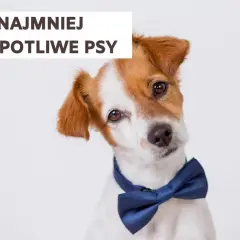 Uroczy piesek w muszce, który wygląda na najmniej kłopotliwego psa.