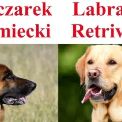 Owczarek niemiecki suczka czy pies - który wybór jest lepszy dla Ciebie?
