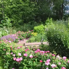 En lummig trädgård med frodiga rosor zon 5 i full blom. En slingrande gång leder genom ett hav av rosa blommor och grönska.
