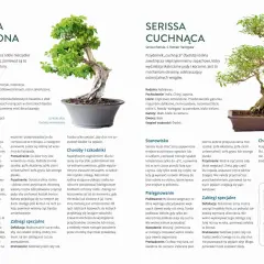 Jak dbać o drzewko bonsai: duranta wzniesiona i serissa cuchnąca. Porady dotyczące stanowiska, podlewania, nawożenia i przycinania.