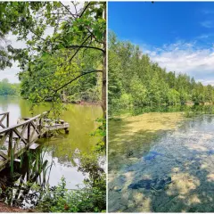 Holzsteg am Ufer der Grube Cox, umgeben von üppigem Grün. Das Wasser ist klar und spiegelt den blauen Himmel.