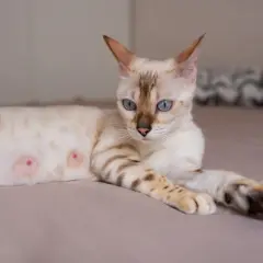 Piękny kot rasy bengalskiej z niebieskimi oczami leży na łóżku. Widać jego brzuch, na którym widoczne są sutki. Kot ma ich zazwyczaj 8.