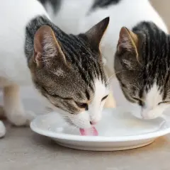 Zwei Katzen trinken genüsslich Milch aus einem Napf. Sie genießen diesen Leckerbissen sichtlich.