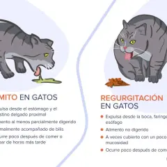 Gato gris vomita pienso entero. Otro gato regurgita comida sin digerir.