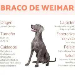 Un elegante **braco de Weimar** sentado, con información sobre su origen, tamaño, cuidados, carácter, esperanza de vida, pelaje y salud.