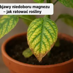 Niedobór magnezu: Objawy, które łatwo pomylić. Rozpoznaj je!