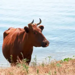 Eine rote Kuh steht am Ufer eines Sees in Israel.