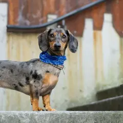 Teckel merle con pañuelo azul. Su cuerpo alargado nos hace preguntarnos cuanto mide un teckel de largo.