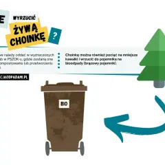 Gdzie wyrzucić żywą choinkę? Oddaj ją w wyznaczonych punktach lub PSZOK-u, albo potnij i wrzuć do brązowego pojemnika na bioodpady.