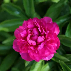 Eine leuchtend pinke Pfingstrose entfaltet ihre Blütenpracht inmitten grüner Blätter. Bald ist Zeit für Pfingstrosen umpflanzen, damit sie weiter so schön wachsen.