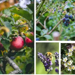 Mele rosse, mirtilli, un'ape su lavanda e fragoline di bosco: un assaggio di un rigoglioso food forest.