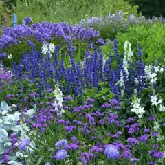 En lummig rabatt kantad av grusgång, fylld med lila perenner och vita blommor. En trädgård i full blom.