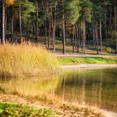 Jesienne słońce odbija się w wodzie, złocąc trzciny nad jeziorem. W tle las, jakby z obrazów z piecki bydgoszcz.