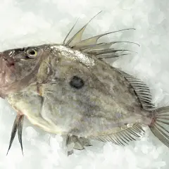 Un pez San Martiño, de carne blanca y delicada, descansa sobre hielo. Su cuerpo aplanado y sus aletas dorsales puntiagudas lo hacen inconfundible.