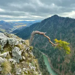 Widok na Tatry z Pienin. Z urwistej skały wyrasta samotna sosna, a w dole wije się zielona rzeka.