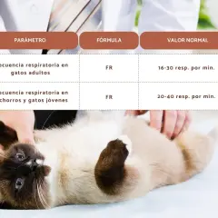 Gato siamés con ojos azules, acostado boca arriba mientras un veterinario revisa su respiración. La tabla muestra valores normales de frecuencia respiratoria para gatos.