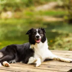 Szczęśliwy pies rasy border collie odpoczywa na drewnianym pomoście. Piękne mazury z psem to idealne miejsce na relaks.