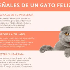 Gato gris con ojos anaranjados, feliz y relajado. Un gato solo es feliz cuando se siente seguro y amado.
