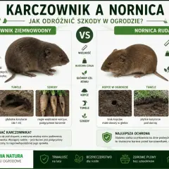 Porównanie karczownika i nornicy: szkodniki w ogrodzie. Karczownik niszczy korzenie drzew i warzyw, nornica atakuje cebule i nasiona.
